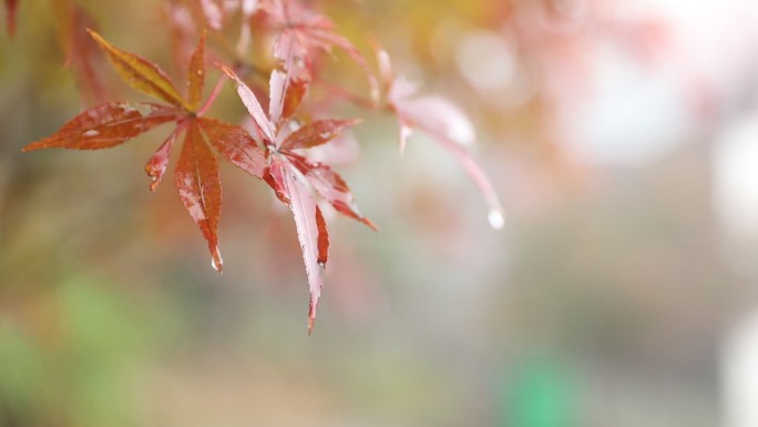 枫叶 空镜头 雨景
