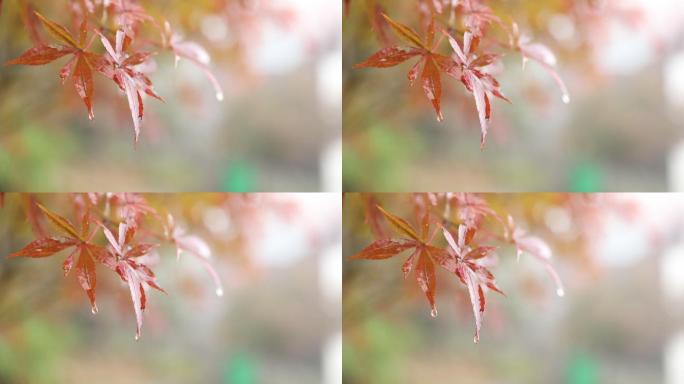 枫叶 空镜头 雨景