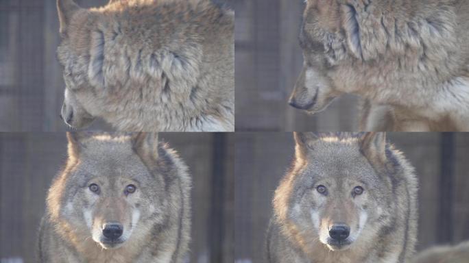 特写动物园里的野狼狼性 (4)