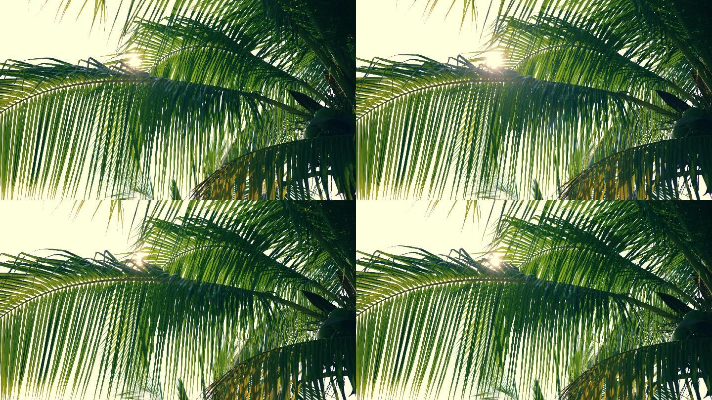 棕榈树特写镜头傍晚黄昏太阳光影
