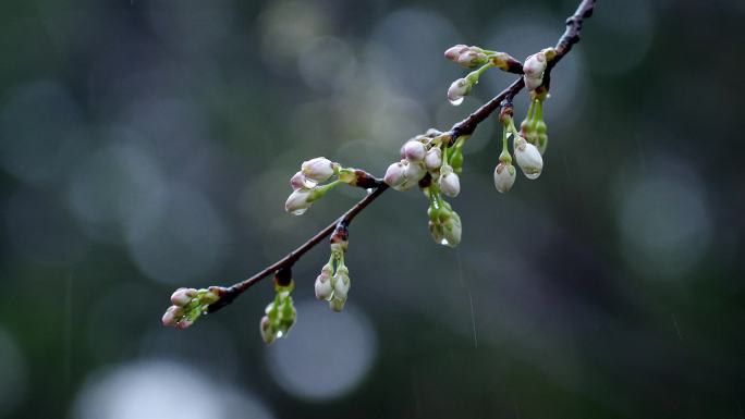 春雨滋润 樱花含苞待放 春天花开
