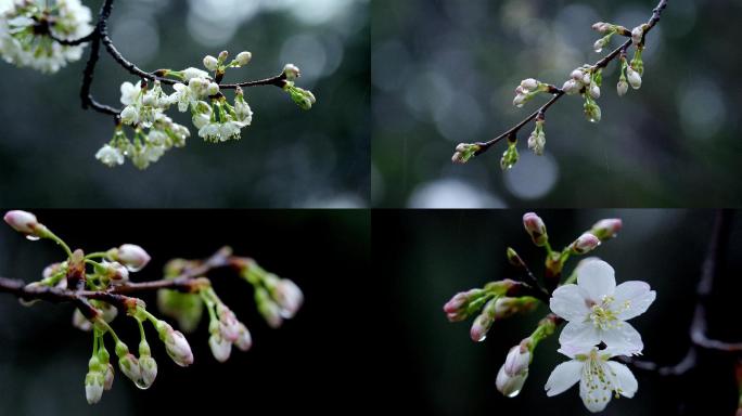 春雨滋润 樱花含苞待放 春天花开