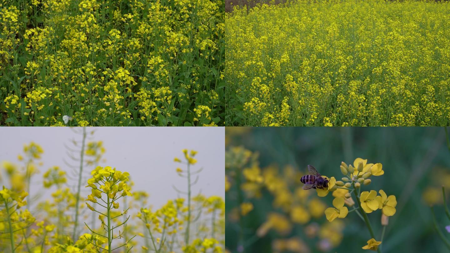 油菜花