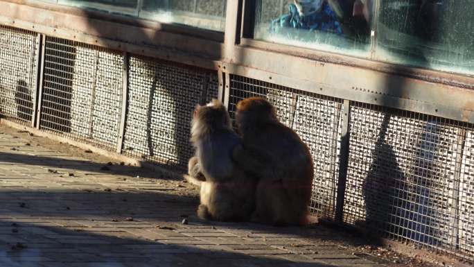 游客在动物园里参观动物互动 (5)