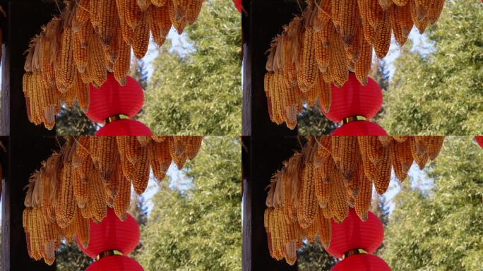 五谷丰登丰收景象长廊里装饰玉米 (2)