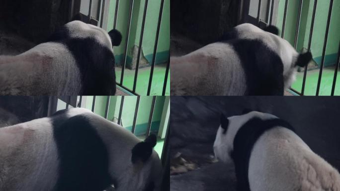 游客参观动物园里的大熊猫 (4)