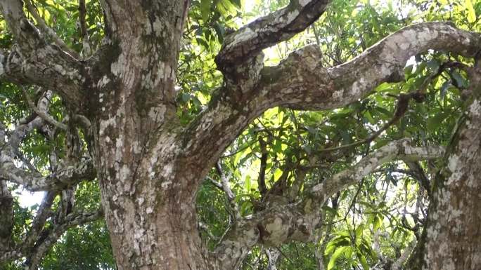 三亚芒果百年老树