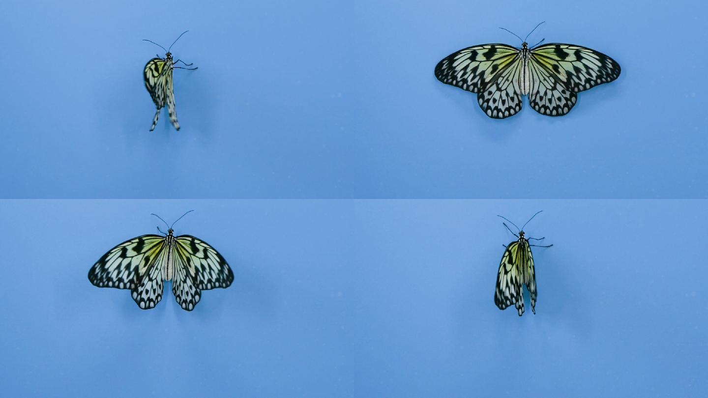 蓝色背景上美丽的蝴蝶