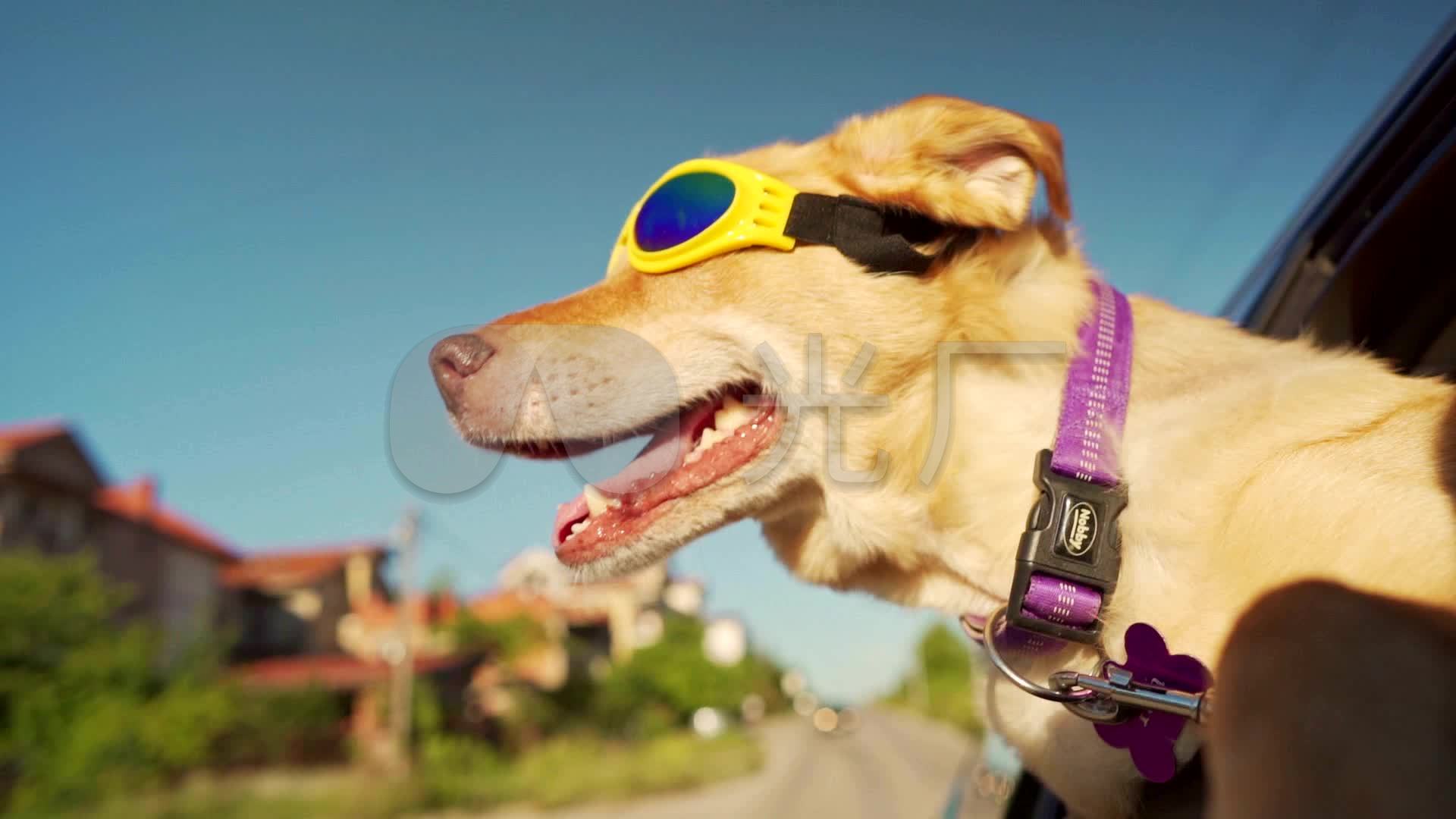 چرا سگ‌ها خودروها را دوست دارند؟ | مجله پدال