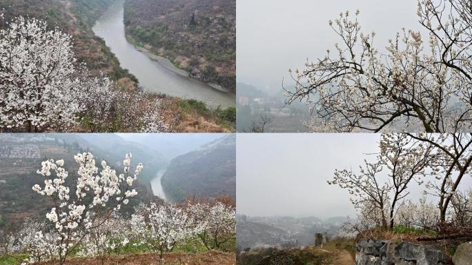 贵州樱花素材