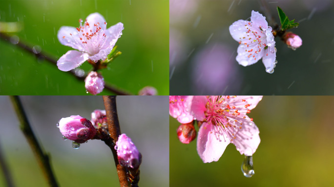 春雨桃花水珠水滴