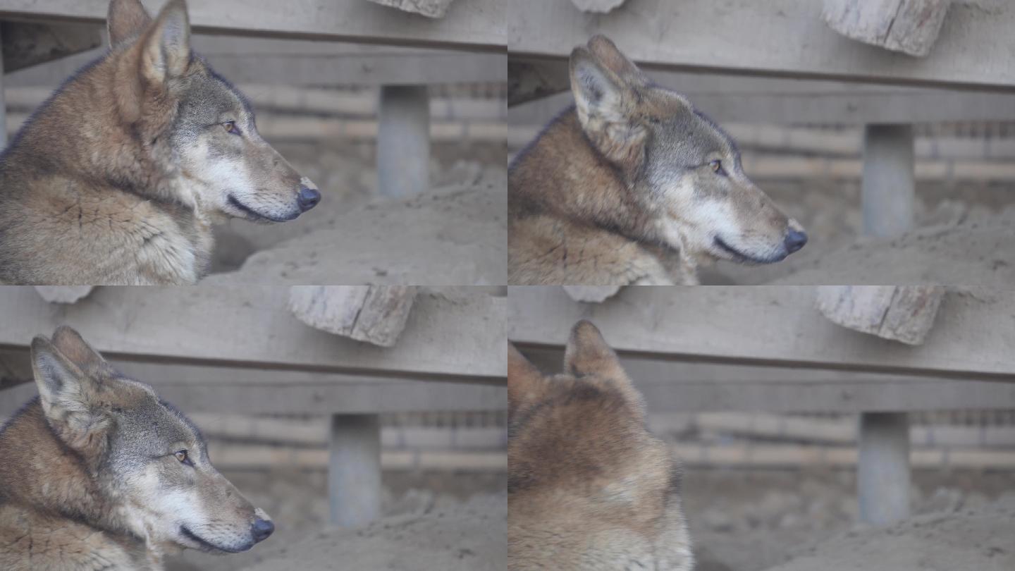 特写动物园里的野狼狼性 (3)