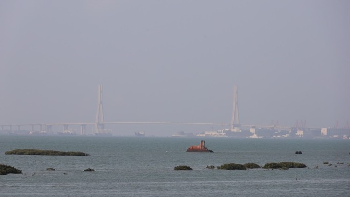 候鸟飞过洋浦大桥儋州湾红树林