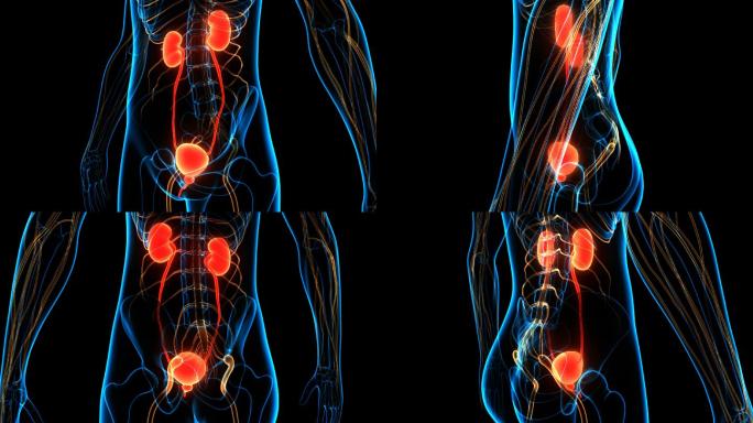 具有膀胱解剖动画概念的人类泌尿系统