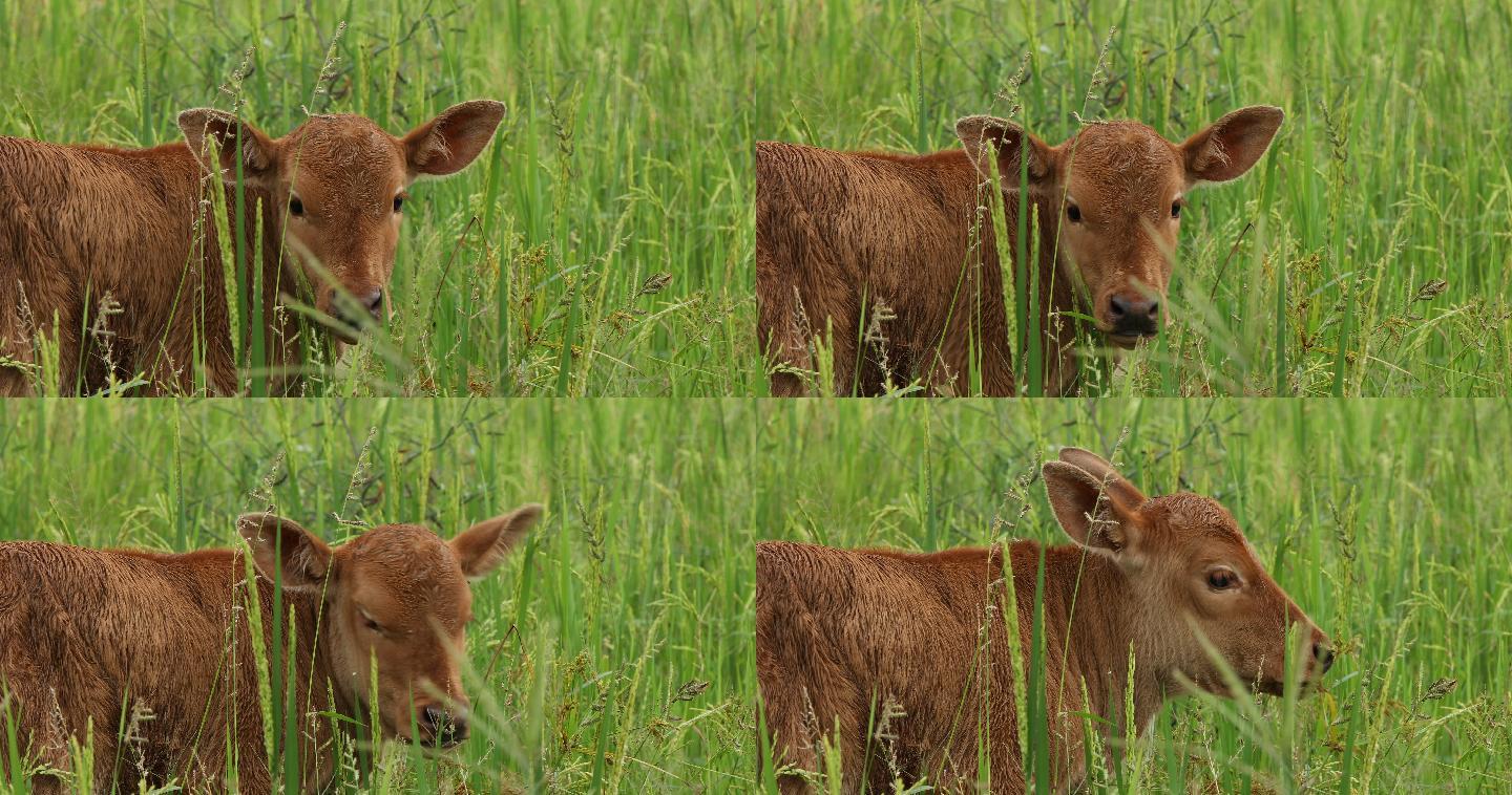 实拍小牛在稻田里 生态田园