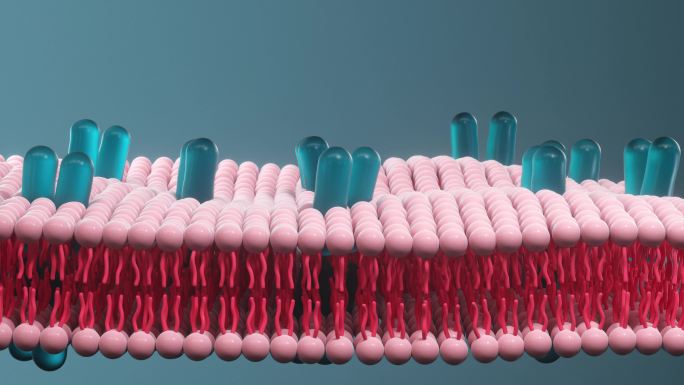 细胞膜与生物学肌肤皮肤组织3D三维动画特