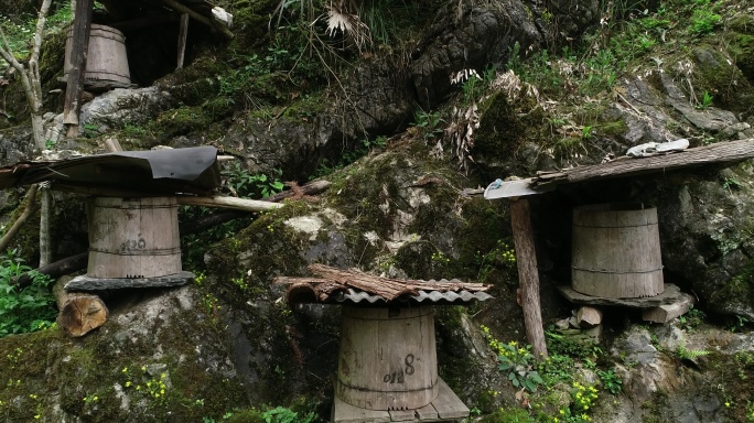 4K湖南湘西野生土蜂蜂桶05