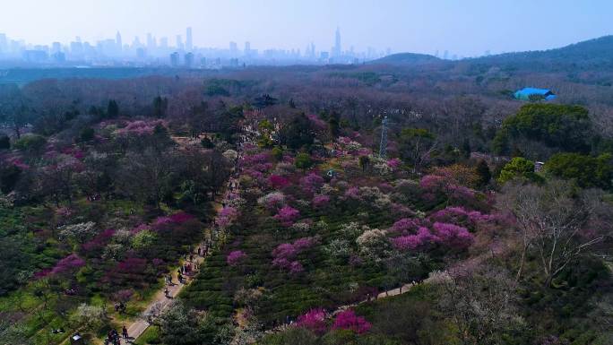 2022南京梅花山大景航拍素材4K