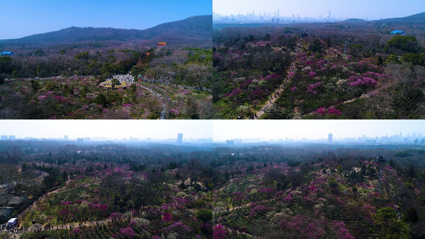 2022南京梅花山大景航拍素材4K