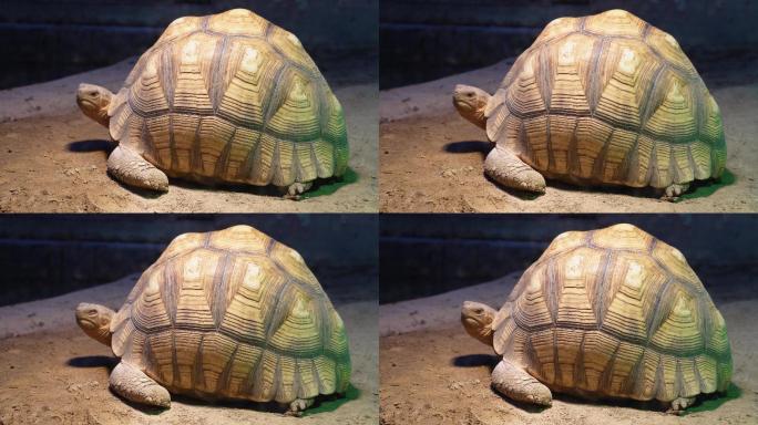 象龟乌龟爬行动物辐射龟宠物龟 (3)