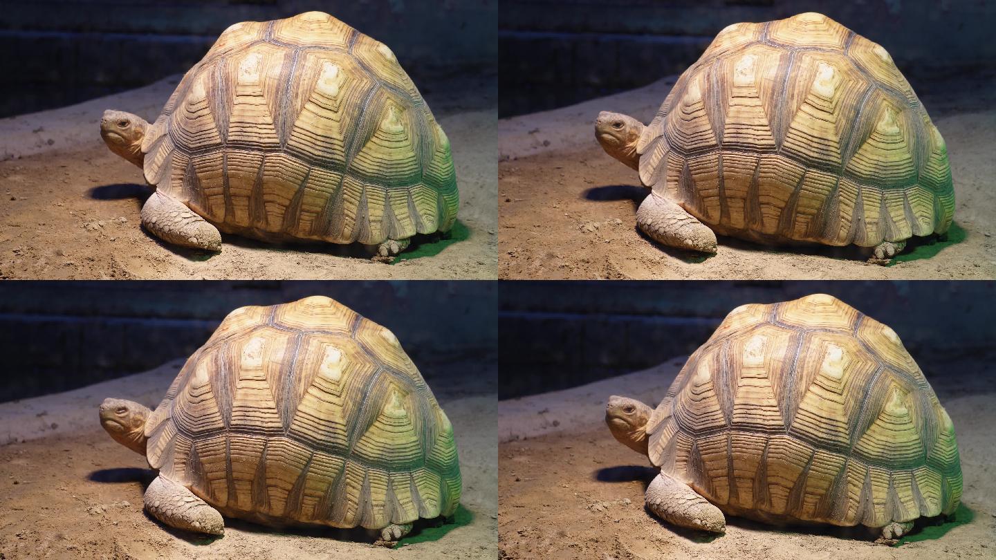 象龟乌龟爬行动物辐射龟宠物龟 (3)