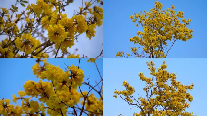 黄花风铃木