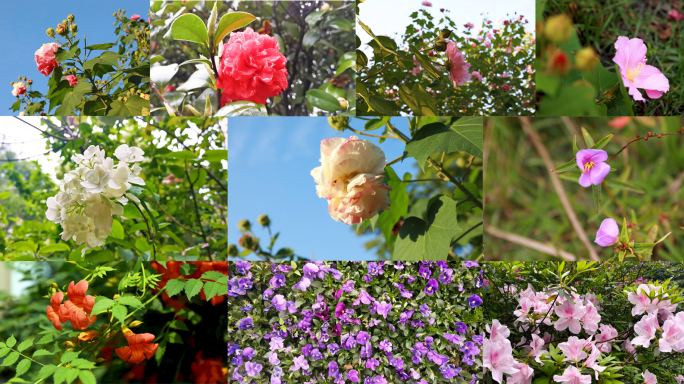 各种花朵 高清鲜花
