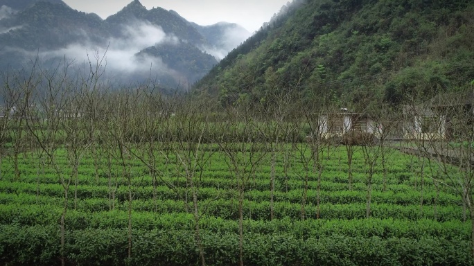 4K航拍春天深山香椿茶树套种04