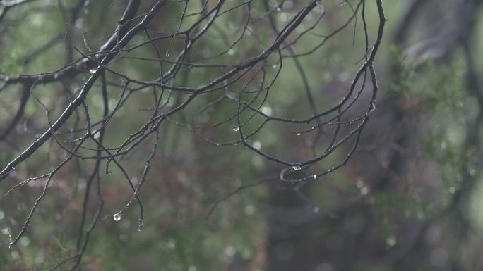 淋湿的树木