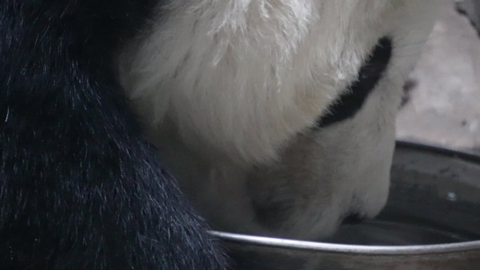 特写大熊猫毛发国家级保护动物 (6)