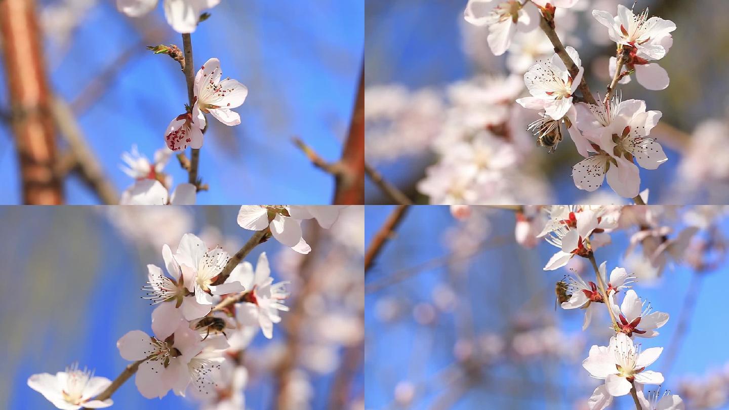 春天    桃花林蜜蜂