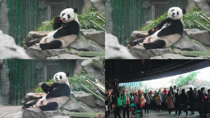 4k-熊猫 国宝
