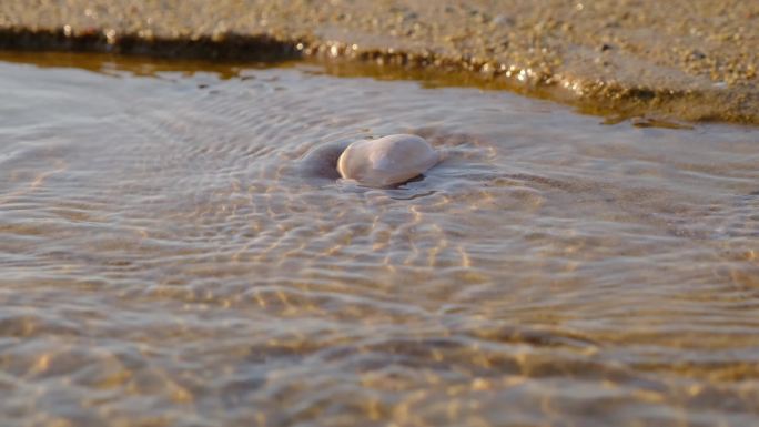 海水里的贝壳石头