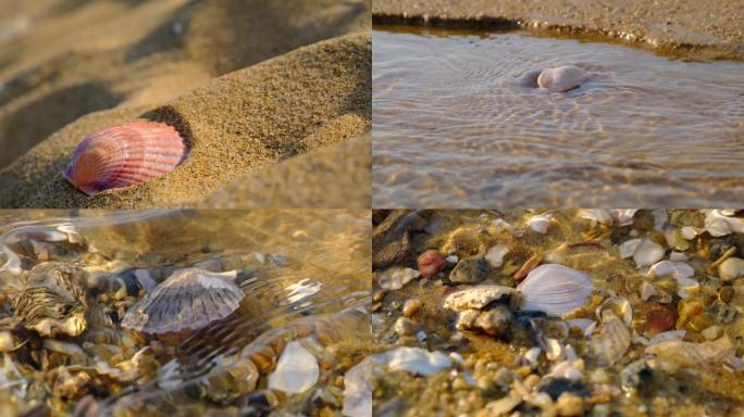 海水里的贝壳石头