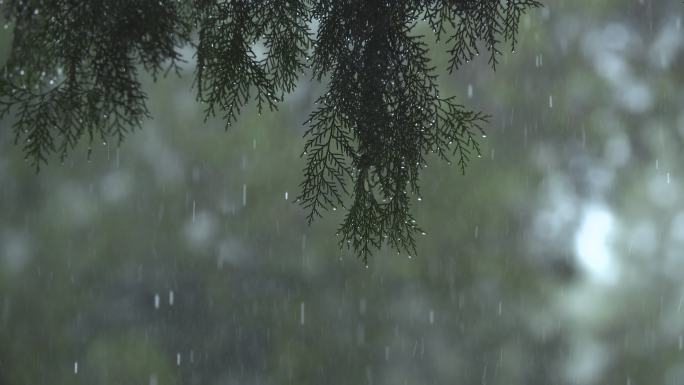 雨中的柏树