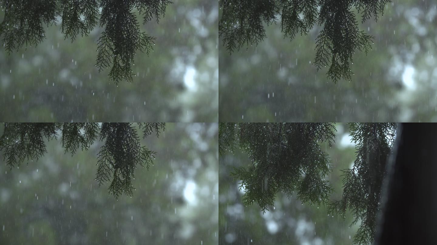 雨中的柏树