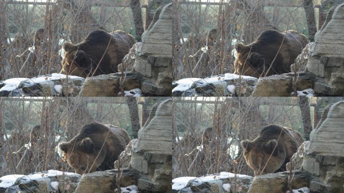 棕熊黑熊狗熊野生动物保护动物 (2)