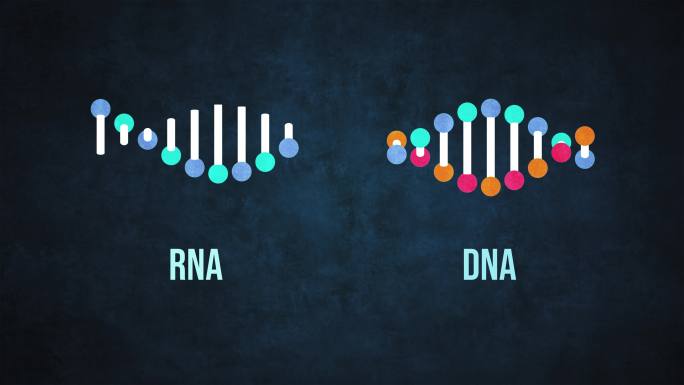 遗传DNA和RNA结构