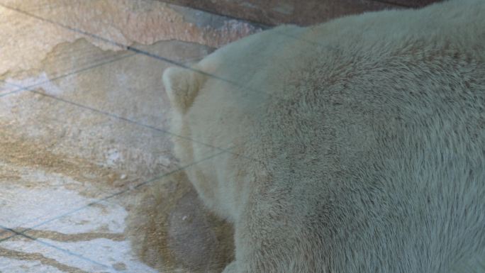 棕熊黑熊狗熊野生动物保护动物 (1)