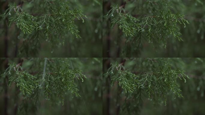 雨中柏树枝