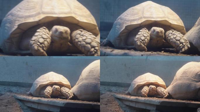 象龟乌龟爬行动物辐射龟宠物龟 (6)