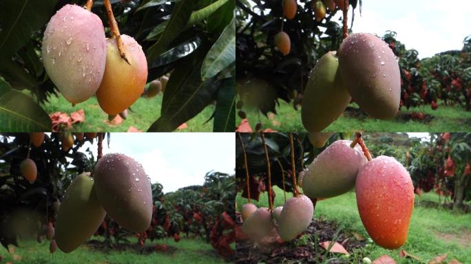 三亚芒果成熟