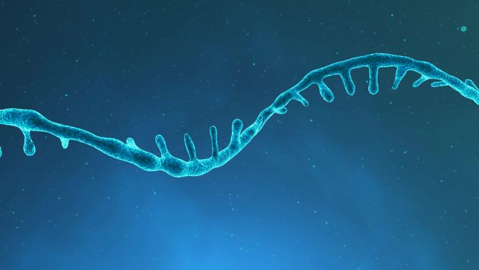 单链RNA基因组三维渲染