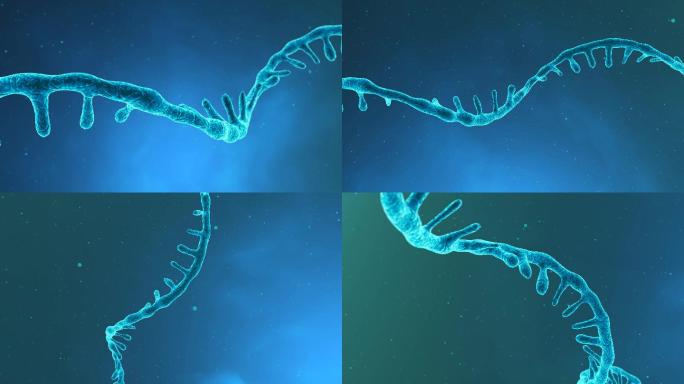 单链RNA基因组三维渲染