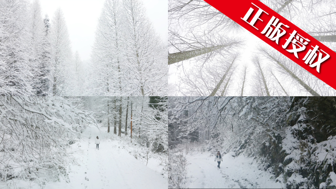 霜降寒露冬至立冬冬天森林下雪冰雪融化雪景