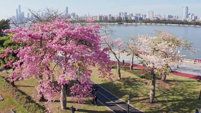 广州花城 赏花