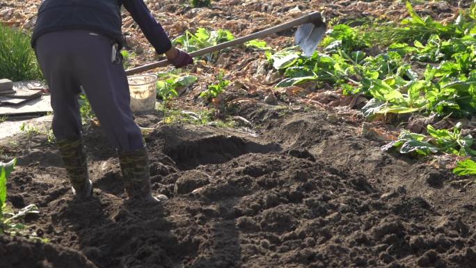 农民种菜挖土