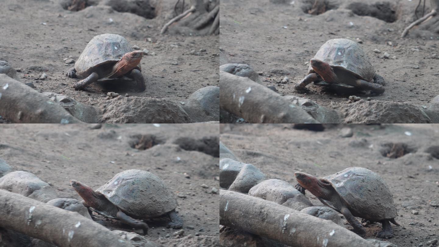 象龟乌龟爬行动物辐射龟宠物龟 (1)