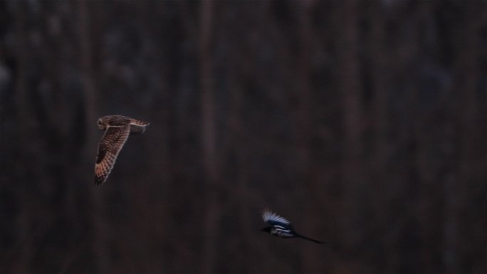 树林里飞翔的猫头鹰素材