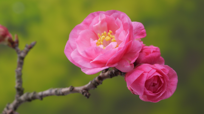 红梅花开花桃花绽放花蕊花瓣